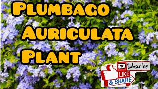 Plumbago Auriculata Plant [upl. by Richara]