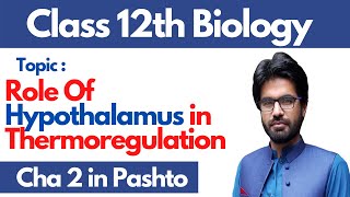 Role of hypothalamus in thermoregulation  pashto  Home of biology [upl. by Lovell]