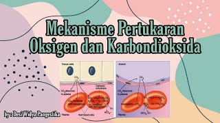 Mekanisme Pertukaran Oksigen dan Karbondioksida  Sistem Pernapasan Manusia [upl. by Euqitsym795]