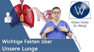 Unsere Lunge Anatomie Aufbau amp die Physiologie der Atmung verstehen  Wichtige Lungenerkrankungen [upl. by Leuas]