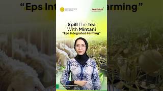 Spill The Tea with Mintani Eps Integrated Farming Part 1 [upl. by Aloibaf429]