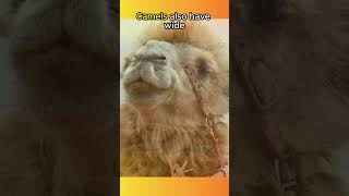 Camels Can Survive Without Water For TWO WEEKS🐪🐫🐪🐫🏜️animals animalfacts shorts [upl. by Hayashi]