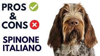 Spinone Italiano Dog Breed Pros and Cons  Spinone ItalianoDog Advantages and Disadvantages [upl. by Nyved]