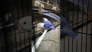 Sorotan 1237  1737 dari PROMO LOVEBIRD [upl. by Ttevy336]