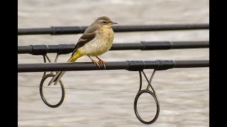 old footage of a grey wagtail with lunch at Bicton mill in Hampshire on the river Avon shortsbirds [upl. by Marentic]