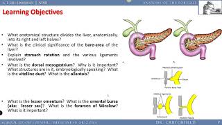 Anatomy of the Foregut [upl. by Bertrando]