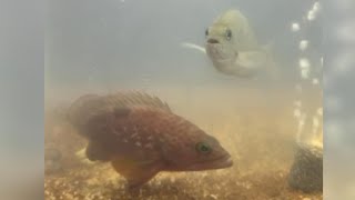 Two Little Fishies in an Aquarium 🐟🐠 fish satisfying shortlive short amazing [upl. by Nnyled]