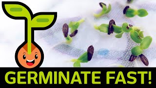 🌱 Fast amp Easy Seed Germination How to Start Seedlings from Paper Towel Method Container vs Baggie [upl. by Ardnohs]