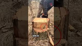 Unbelievable Lumberjack Expertise😳lisoryb24 [upl. by Ekalb677]