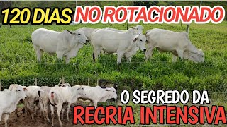 Qual segredo da recria intensiva atualização 120 dias no pasto rotacionado [upl. by Constantine791]