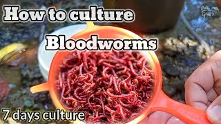 How to culture bloodworms [upl. by Imotih876]