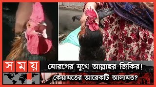 মোরগের কণ্ঠে আল্লাহ আল্লাহ ডাক ইসলাম কী বলে  Rooster Calling Allah  Talking Rooster  Somoy TV [upl. by Dorison994]