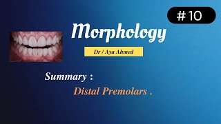 Morphology  10  Distal Aspect Of Premolars [upl. by Enrobialc]