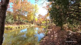 Beaver Valley Fall Colors from below the Trees [upl. by Aerda654]