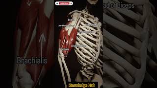 anatomy humananatomy armusclesmbbsmotivation facts [upl. by Kciredec317]