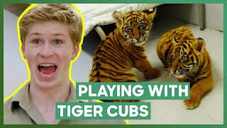 Robert Irwin Plays With Three Tiger Cubs  Crikey Its The Irwins [upl. by Avra]