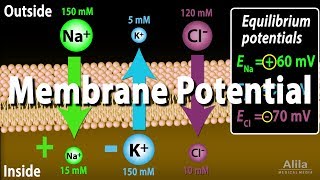 Membrane Potential Equilibrium Potential and Resting Potential Animation [upl. by Rennerb]