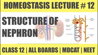 STRUCTURE AND TYPES OF NEPHRON 1  CHAP HOMEOSTASIS  CLASS 12  MDCAT SERIES [upl. by Nason773]