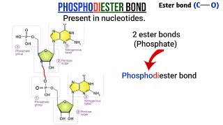 Phosphodiester bond in Urdu  How nucleotides join together  Easy explanation [upl. by Einahpts683]