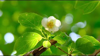 Horizon of NatureRare Tree Species with Beautiful White Blossoms Discovered in Xikou Mountains [upl. by Sauer]