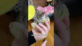 A bush baby ran into my houseshorts animals bushbaby cute heartwarming [upl. by Possing]