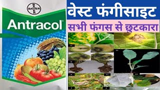 Antracol fungicide। bayer antracol। PROPINEB 70। fungicide [upl. by Airal]