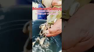 Golden arowana release baby 🐥 🐟 baby arowana aquariumhobby molly guppy betta shorts ytshort [upl. by Seely]