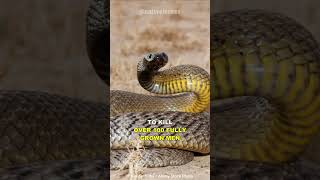 Inland Taipan  The Most Venomous Snake On Earth [upl. by Box49]