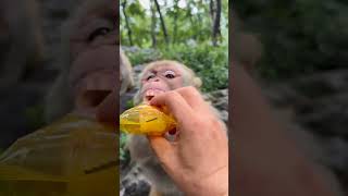 monkey trendingshorts trending shorts short shortvideo shortsvideo youtubeshorts ytshorts [upl. by Ahsasal]