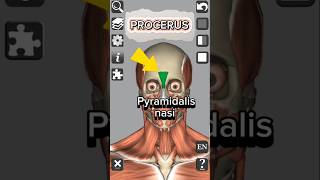 Anatomy  Procerus muscle medical 3d anatomy head neck shorts [upl. by Kapor138]