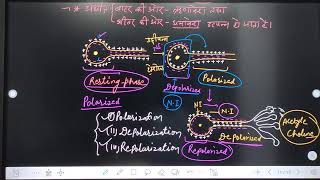 NCERTSCIENCE CLASS1012तंत्रिकाआवेग का संचरण किस प्रकार होता है CHAPTER6नियंत्रण व समन्वय। [upl. by Eeliram]