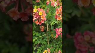 The beauty of forest flower 💐🌿shorts flowers lantana forest [upl. by Nekcerb]