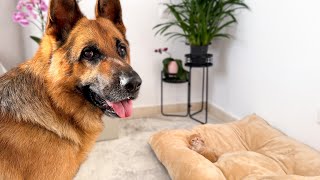 What Does My German Shepherd do when a Tiny Kitten Occupying his Bed [upl. by Selmner31]