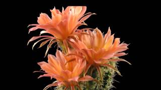 Timelapse Cactus Echinopsis Sunset [upl. by Platon191]