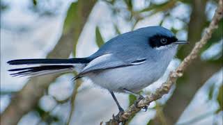 Tacuarita azul Polioptila dumicola Canto [upl. by Kcirdec712]