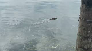 The Water Monitor Lizards Varanus salvator in lake Titiwangsa [upl. by Mavis844]