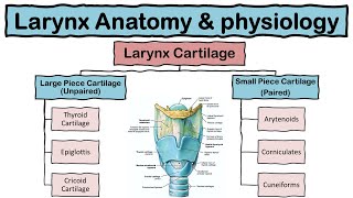 Larynx Voice Box Anatomy and Physiology  Cartilages  Functions  Respiratory system  Hindi [upl. by Nadya404]