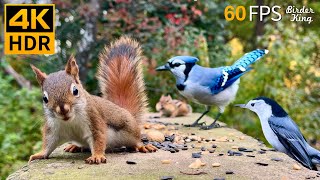 Cat TV for Cats to Watch 😺 Unlimited Birds Chipmunks Squirrels 🐿 8 Hours 4K HDR 60FPS [upl. by Giorgi]