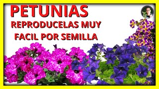 COMO REPRODUCIR PETUNIAS por SEMILLAS  EL METODO MAS FACIL y RAPIDO   Gio de la Rosa [upl. by Behlke117]