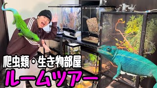 【ルームツアー】大量の爬虫類と暮らすYouTuberのお部屋を全て公開します！！！【爬虫類紹介】 [upl. by Yemirej]