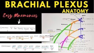 Brachial Plexus Anatomy  Easy Mnemonic  Upper Limb Anatomy [upl. by Dnomyaw90]