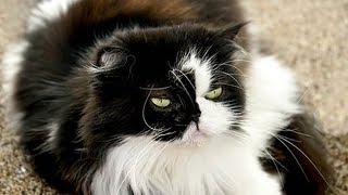 How to Care for Himalayan Cats  Feeding Your Himalayan [upl. by Nyrret]