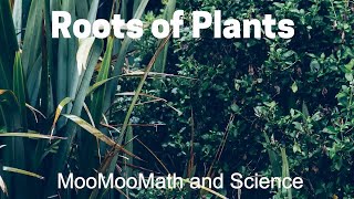 Plant Root Structure [upl. by Furlani]