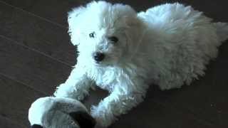 Bichon Frise Puppy 8 Weeks Old amp Goose Toy [upl. by Damien]