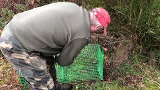 URGENCE  Piéger le blaireau  Chasseur Piégeur en action [upl. by Saucy]