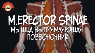 Мышца выпрямляющая позвоночник merector spinae 3D Анатомия [upl. by Aniras487]