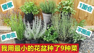 【种香草】小花盆可以种什么？介绍9种 Growing 9 herbs in small pots [upl. by Akeenahs]