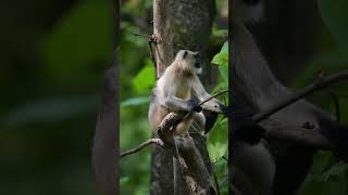 Majestic Colobus Monkey in Action  Primate Wonders of Nature 🐒🌿 Shorts [upl. by Marguerie]