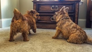 Norfolk Terriers Keeping Ernie Under Control [upl. by Nadnal459]