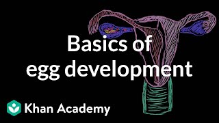 Basics of egg development  Reproductive system physiology  NCLEXRN  Khan Academy [upl. by Tnecnivleahcim]